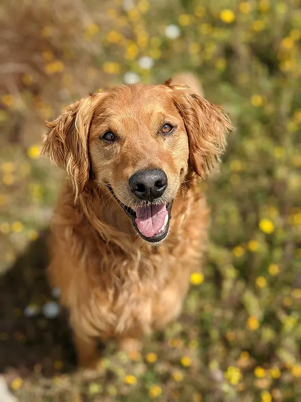 Golden Retriever sitting among yellow wildflowers, smiling at the camera