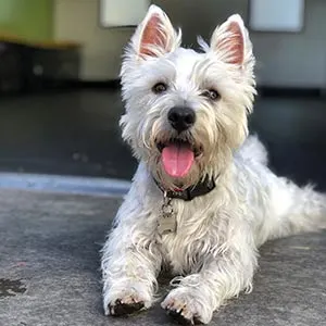 testimonial3 A cute white dog