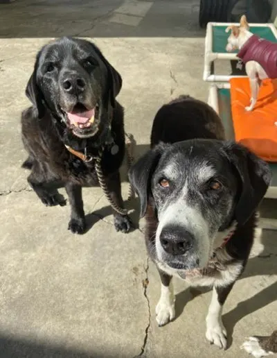 Two senior black dogs sitting on concrete looking up at the camera in a daycare yard
