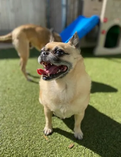 Tan Chihuahua mix standing on artificial turf, mouth open, near a play structure