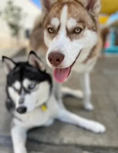 Two Huskies outdoors, a brown-and-white one standing behind a black-and-white one