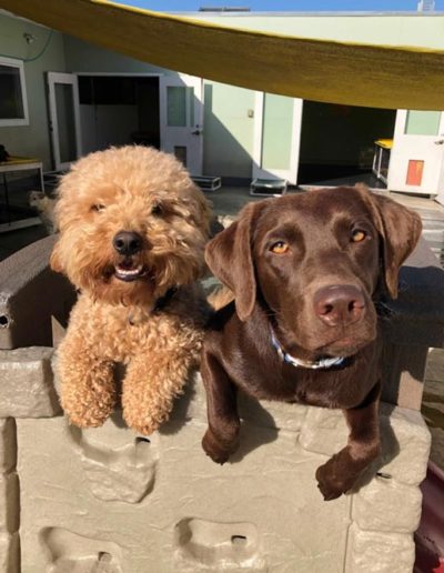 dogs at doggie daycare