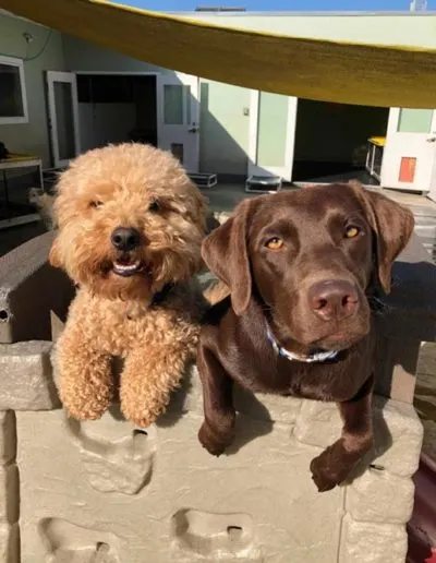 Apricot Goldendoodle and a chocolate Labrador posed together on a play structure