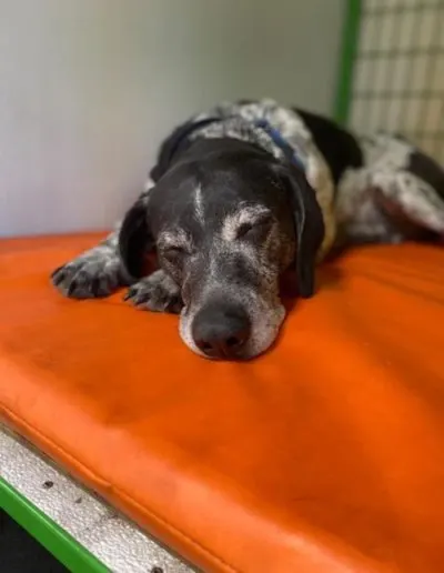 Speckled senior dog napping on an orange cot inside a kennel