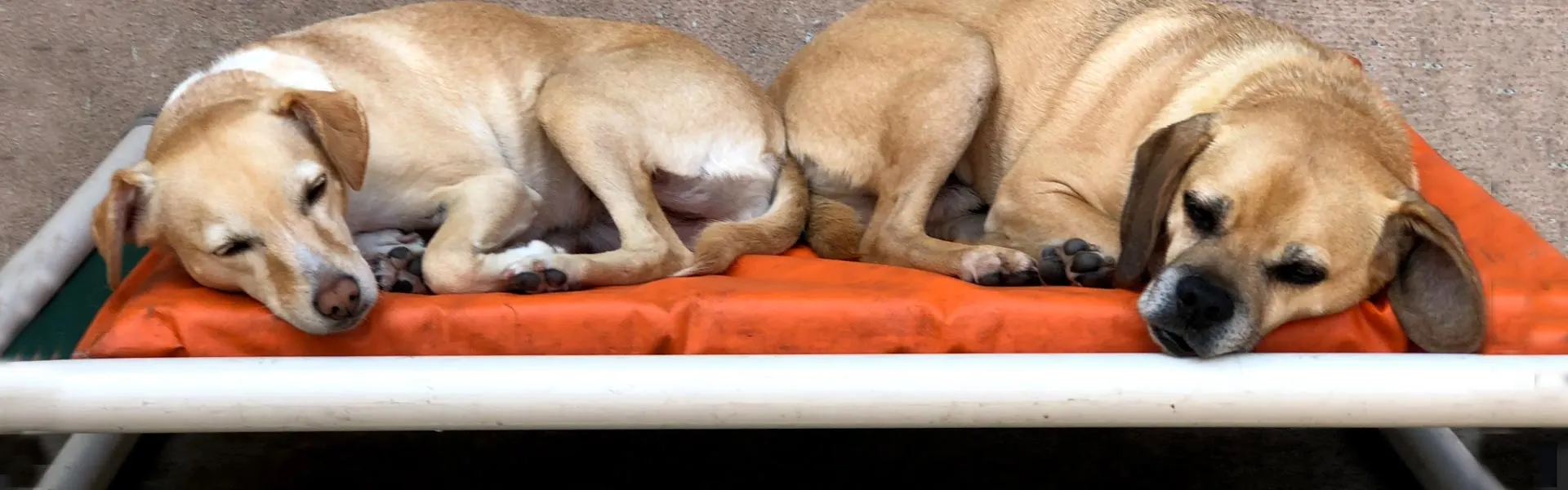 Two tan dogs curled up asleep side by side on an orange raised cot