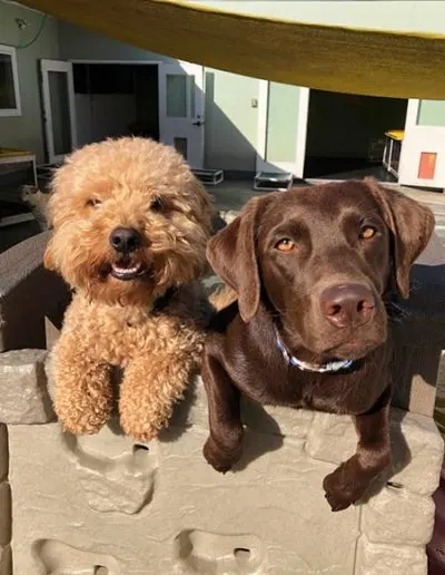 Apricot Goldendoodle and a chocolate Labrador resting together on a play structure