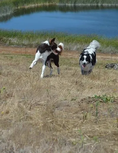 Brown-and-white and black-and-white dogs running across a dry field beside a blue pond