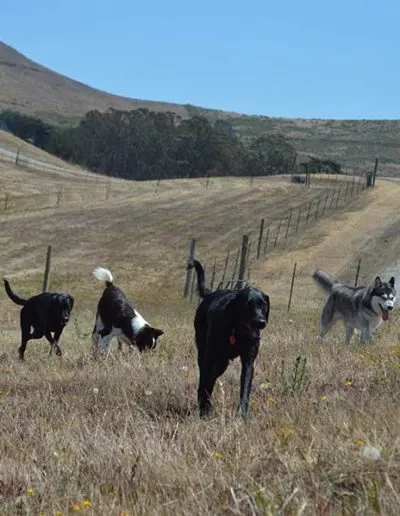 Four dogs, including a husky and a black Lab, roaming a grassy hill beside a dirt road