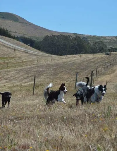 Pack of dogs playing together on a dry grassy hillside near a winding dirt road