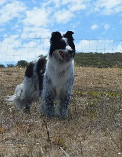 Fluffy black-and-white merle border collie standing in a field by a wire fence