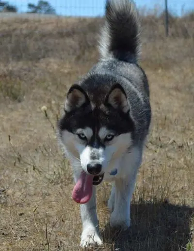 Husky with blue eyes and tongue out trotting toward the camera across dry grass
