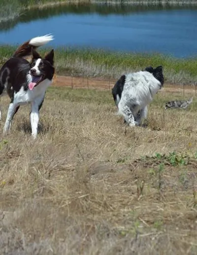 Brown-and-white and black-and-white dogs playing in a field beside a blue pond