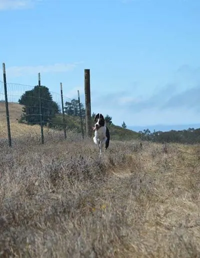 Black-and-white dog standing on a grassy hilltop trail beside a wire fence under blue sky
