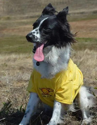 Black-and-white border collie in a yellow shirt sitting in a dry field, tongue out