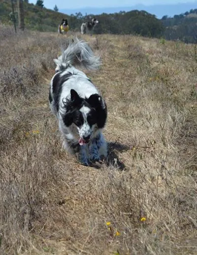 Fluffy black-and-white dog walking down a grassy hillside path toward the camera