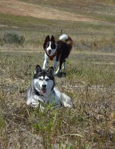 Husky lying in the grass with a brown-and-white border collie standing behind