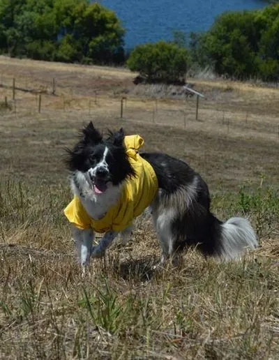 Black-and-white border collie in a yellow shirt running in a field near a pond