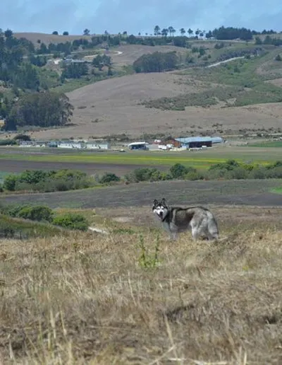 Husky standing on a golden hillside overlooking farm fields, barns, and a pond