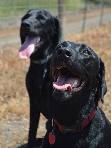 dogs playing outside