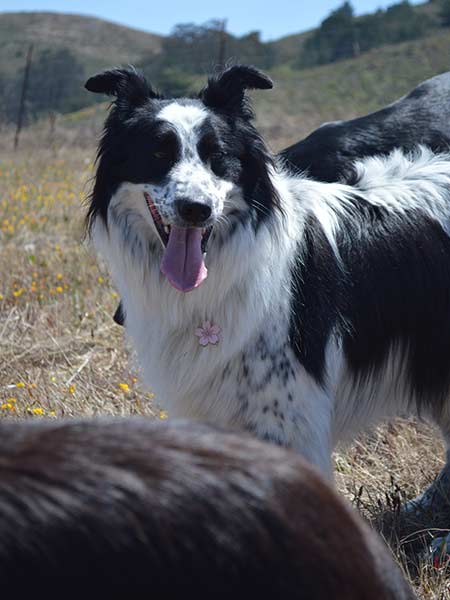 A dog playing outside