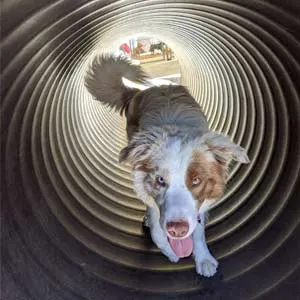 doggy-daycare2 Doggy Daycare facility