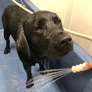 grooming-home4 Dog Grooming Services