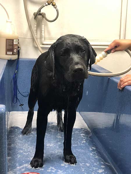 A dog getting a bath