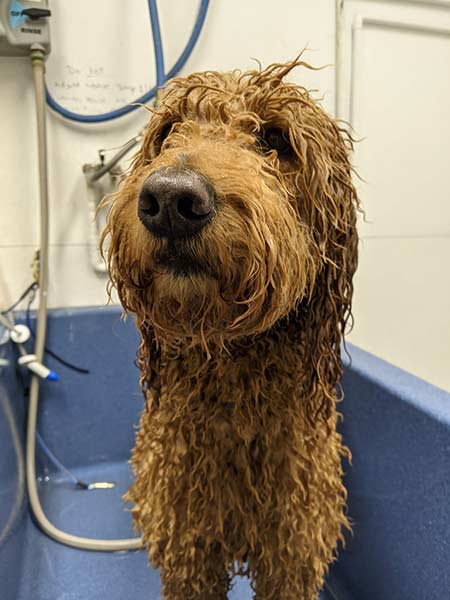 A dog getting a bath