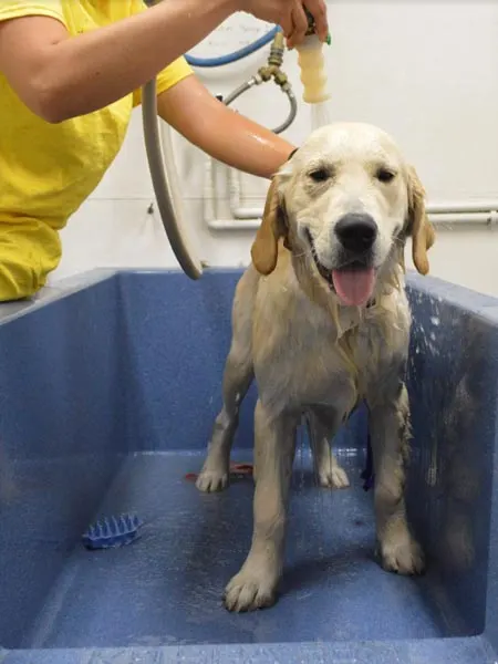 Happy dog at boarding facility