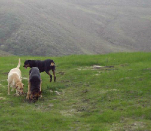 three dogs outside in a field
