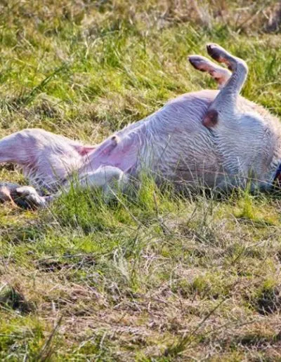 Yellow dog happily rolling on its back in green grass