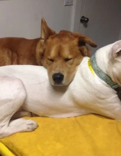 Tan dog resting its head on a white dog lounging on a yellow blanket
