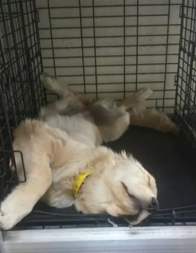 Sleepy golden retriever puppy stretched out napping in a wire crate