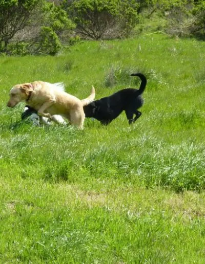 Yellow and black Labradors running together through a green meadow