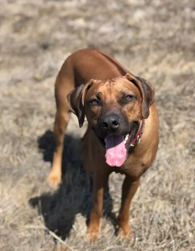 Happy brown Rhodesian Ridgeback mix standing in a dry field with tongue out