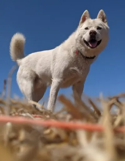 White husky standing on straw against a clear blue sky, mouth open in a grin