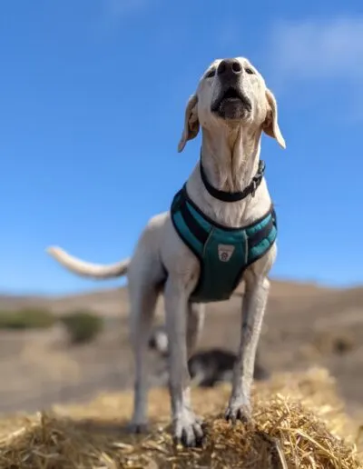 Cream-coated dog in a teal harness perched on a straw bale, nose lifted to the sky