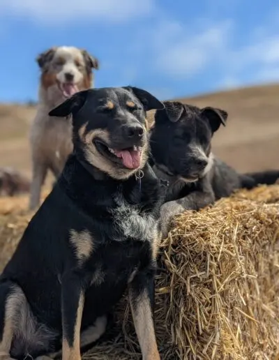 Three dogs lounging by a straw bale outdoors, a tan and black dog grinning in front