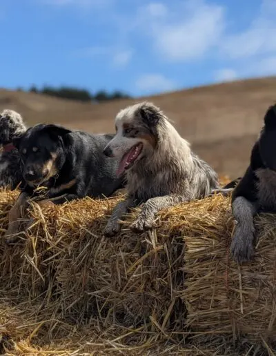 Four dogs resting along a straw bale on a sunny hillside, tongues out
