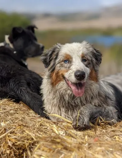 Blue merle Australian Shepherd and a black dog lying together on straw by a pond