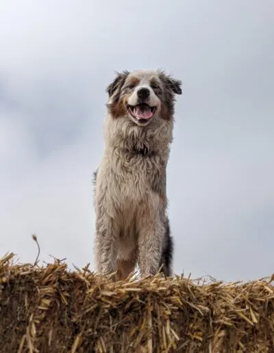 Shaggy Australian Shepherd sitting atop a straw bale under an overcast sky