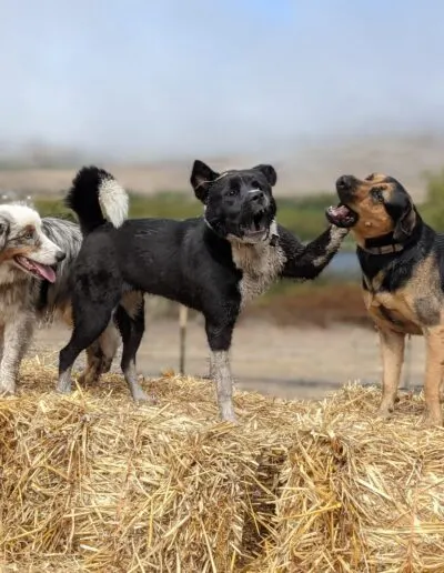 Three dogs playing on straw bales, one tan dog mouthing another's paw, in an open field