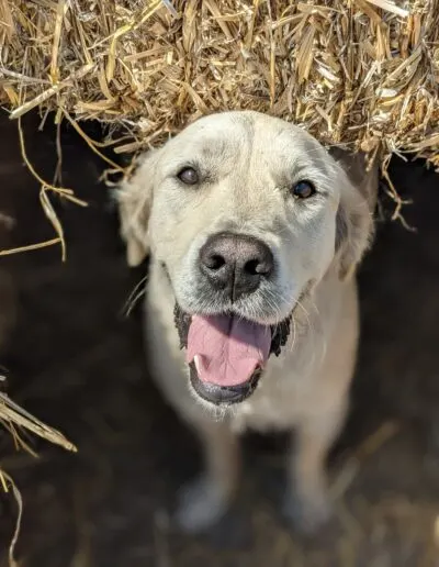 Cream Labrador grinning up at the camera, framed by a hollow in stacked straw bales