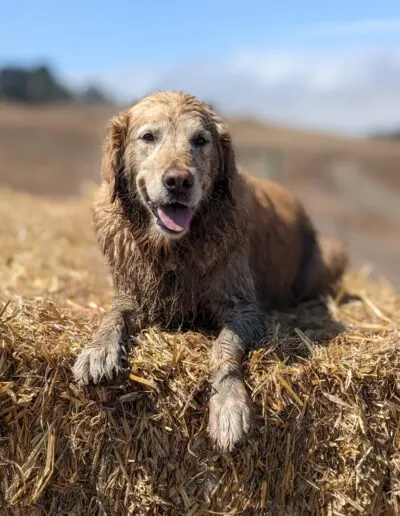 Wet golden retriever lying contentedly on a straw bale on a sunny hillside