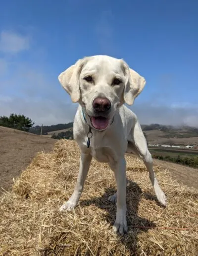 Yellow Labrador standing on a straw bale on a hillside with a blue and cloudy sky
