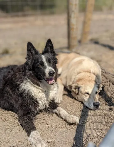 Black and white Border Collie and a tan dog resting in the sun inside a dirt pen