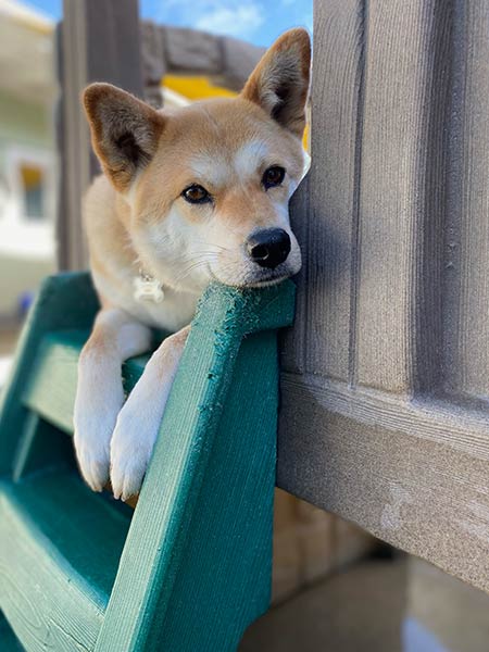 A dog on a playset