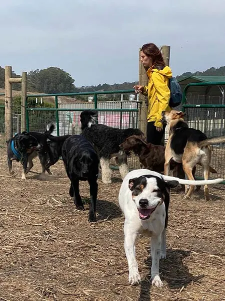 A worker walking dogs at the Smilin Dogs dog ra