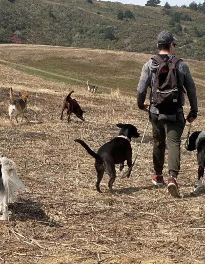 Dog walker with backpack leading a pack of dogs across an open golden hillside
