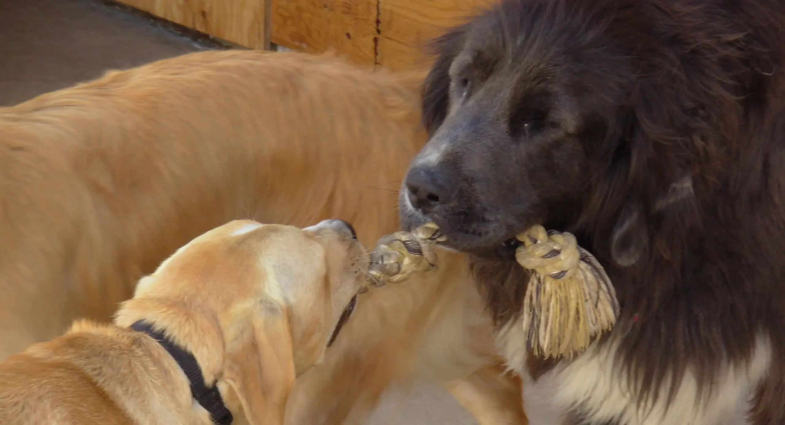 DSCN1393 Two dogs happily playing tug of war with a rope toy